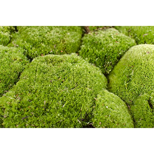 1 Kiste bollenmoos ca 2,00-2,50 kg Polstermoos naturgrün 