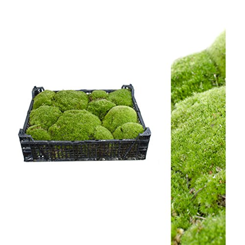 1 Kiste bollenmoos ca 2,00-2,50 kg Polstermoos naturgrün Inter Flowers GmbH