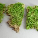 1-Lage Terra Substrat Untergrund Dekoration Moosmatten Moosplatten Plattenmoos echtes natur Moss Premium Terrarium Bodengrund Moos für Reptilien in Terrarien 